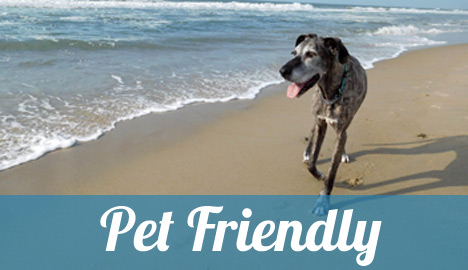 Pet Friendly Rentals